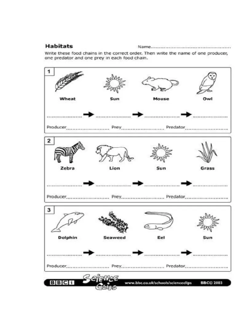 Illustration of a food chain diagram for educational purposes in fourth grade. Introduction to Food Chains worksheet for young learners.