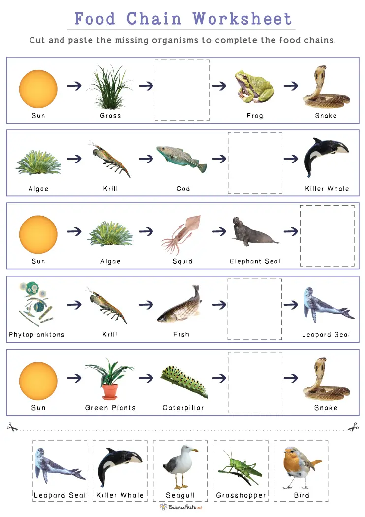 An educational worksheet on food chains designed for fourth-grade students