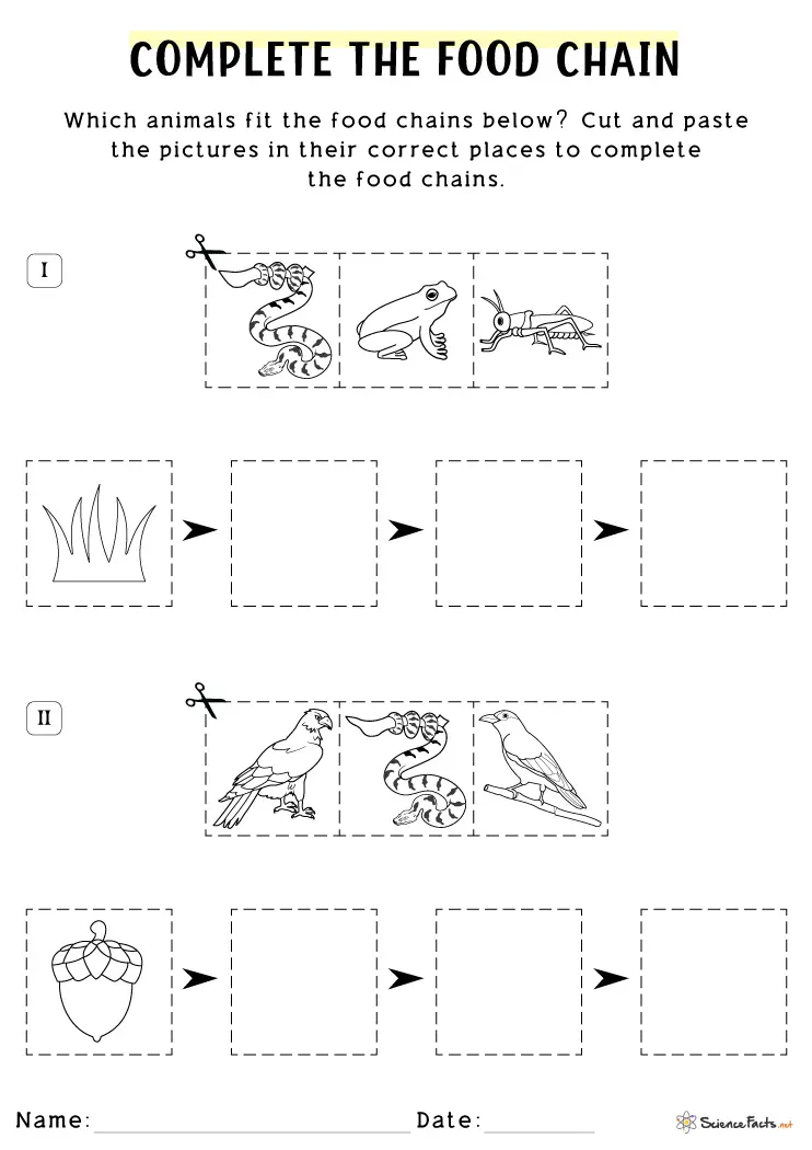 Colorful worksheet on food chains for fourth graders to enhance their understanding of ecosystems