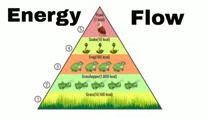 Students analyzing a food web to understand ecosystem roles and energy flow