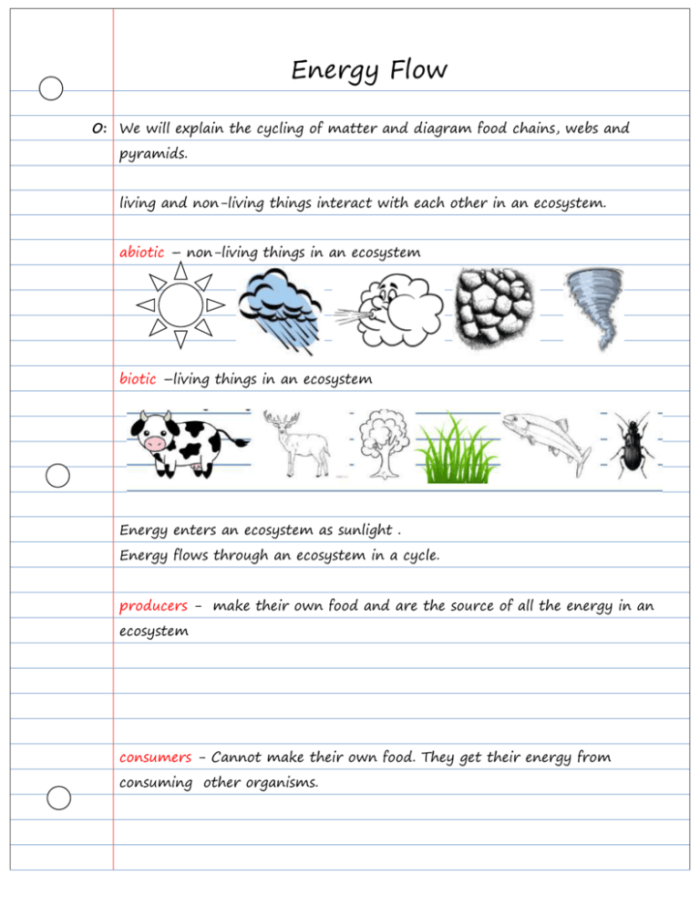 Illustration of a food web demonstrating organism roles and energy flow in an ecosystem for sixth graders