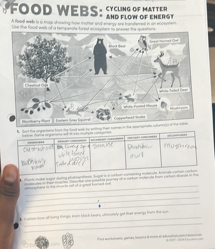 Sixth grade students analyzing a food web diagram to track energy flow and nutrient cycles