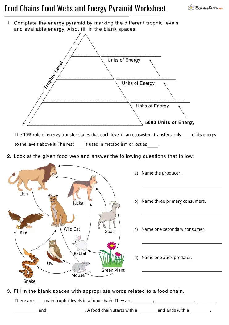 Sixth grade worksheet showing a diagram of a forest food web for analyzing energy flow