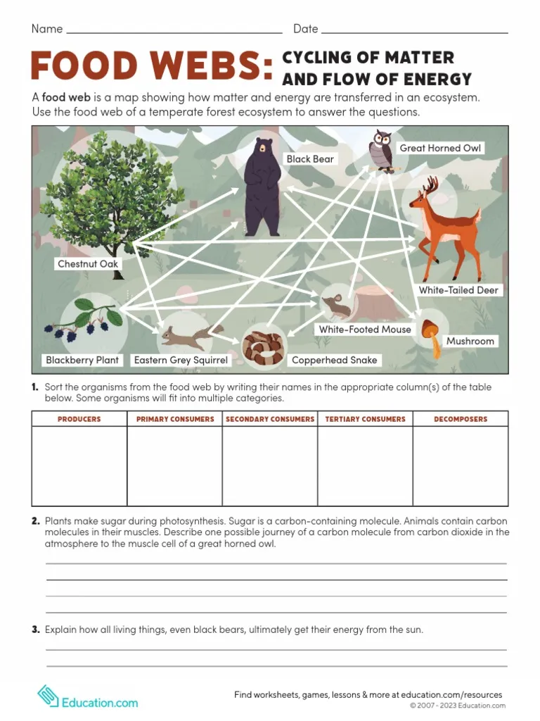 Students analyzing a food web to understand ecosystem roles and energy flow