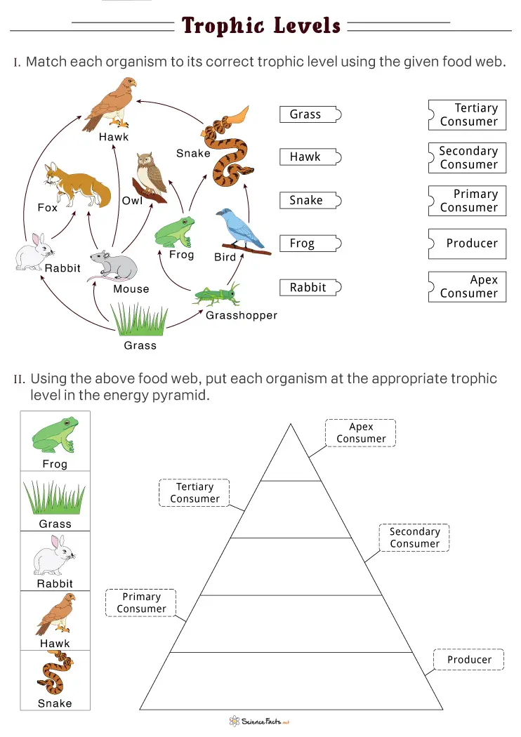 Illustration of a food web depicting various organisms and their ecological roles in an ecosystem