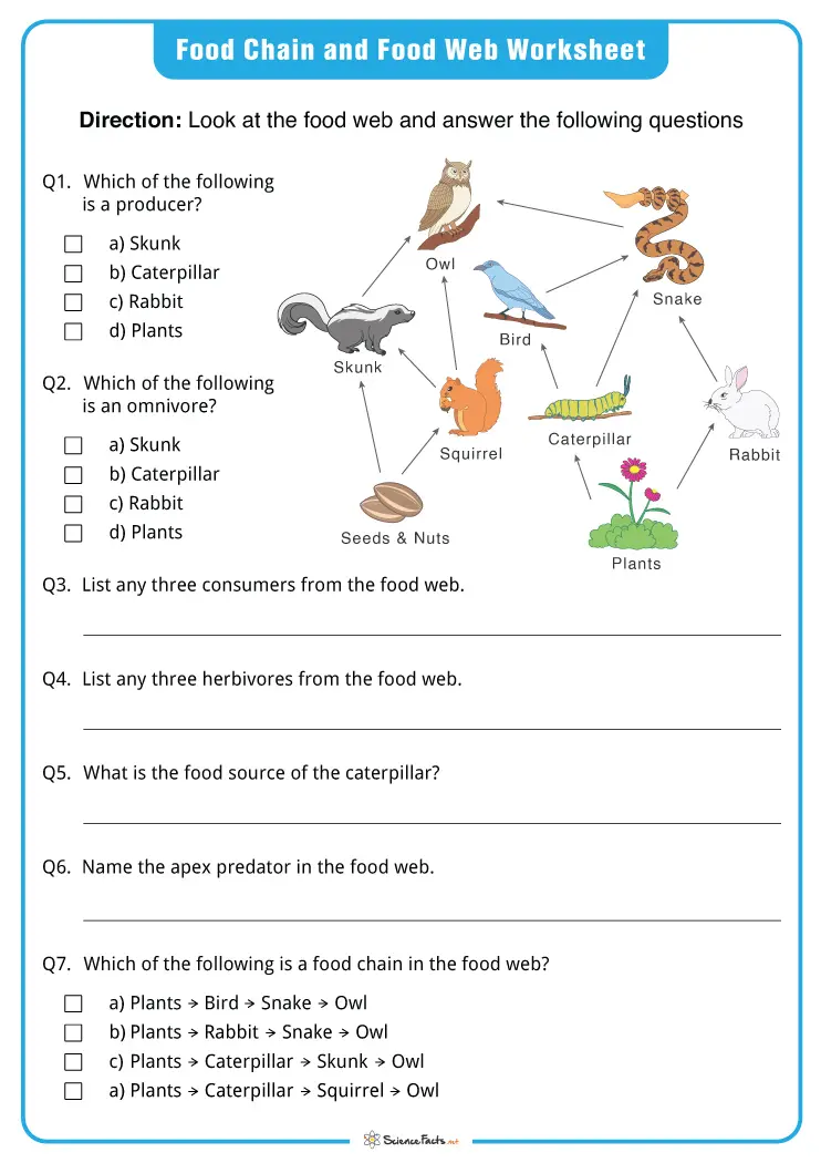 Engaging multi-page activity for practicing food webs and reading skills Colorful Food Webs Reading Comprehension worksheet for fourth graders