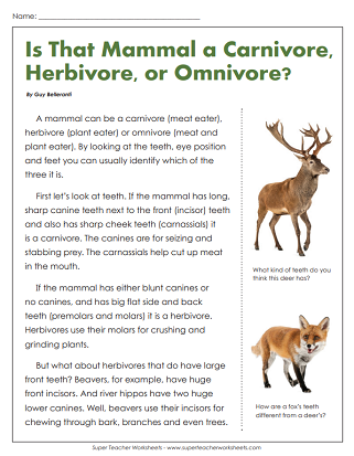 Reading worksheet for Fourth Grade Colorful illustration of a food web, featuring various plants and animals for a fourth-grade reading comprehension worksheet. Engaging food webs reading comprehension worksheet for grade four students.