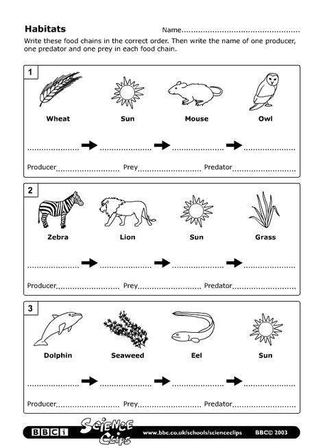 Introduction to Food Webs Educational Worksheet Colorful worksheet illustrating food webs for fourth graders