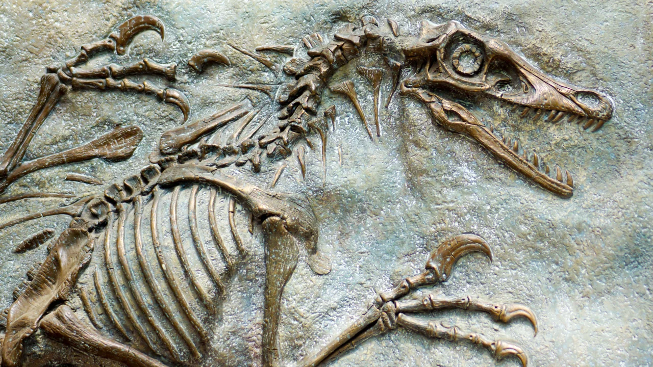 Evolution and the Fossil Record Worksheet 11 for Middle Grade Science Sixth grade science worksheet featuring diagrams and questions about the evolution and the fossil record