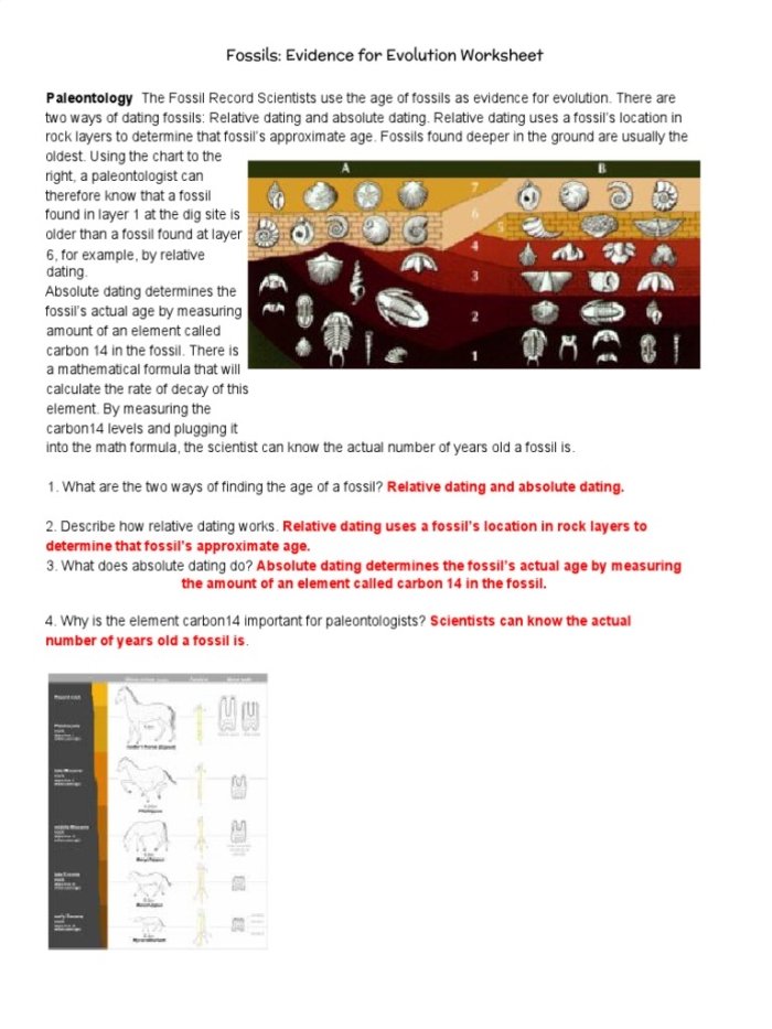 Engaging science worksheet illustrating the connection between fossils and evolutionary processes Evolution and the Fossil Record worksheet for sixth graders exploring the study of organism evolution