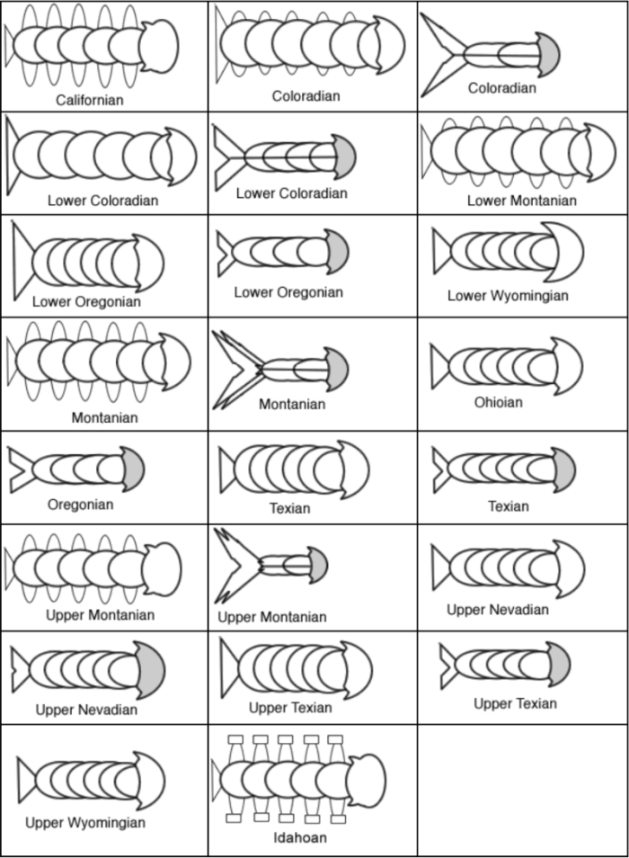 Engaging sixth-grade science worksheet about evolution and the fossil record Worksheet on the fossil record illustrating the evolution of organisms for sixth graders