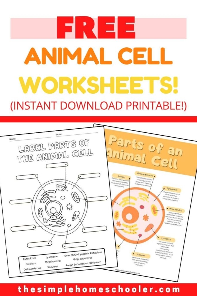 Fourth grade student completing a what is a cell worksheet with diagrams and fill-in-the-blank questions about cell structures