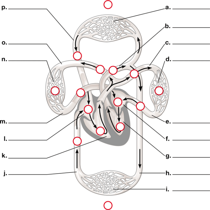 Illustration of blood components highlighting the circulatory system for a fourth-grade worksheet
