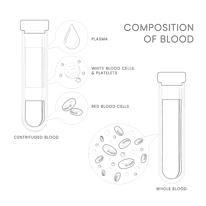 Fourth grade life science worksheet about the components of blood and the human circulatory system