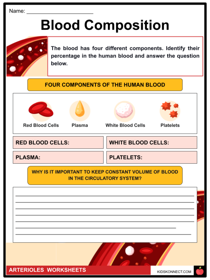 Fourth grade science worksheet illustrating the components and function of human blood for circulatory system studies