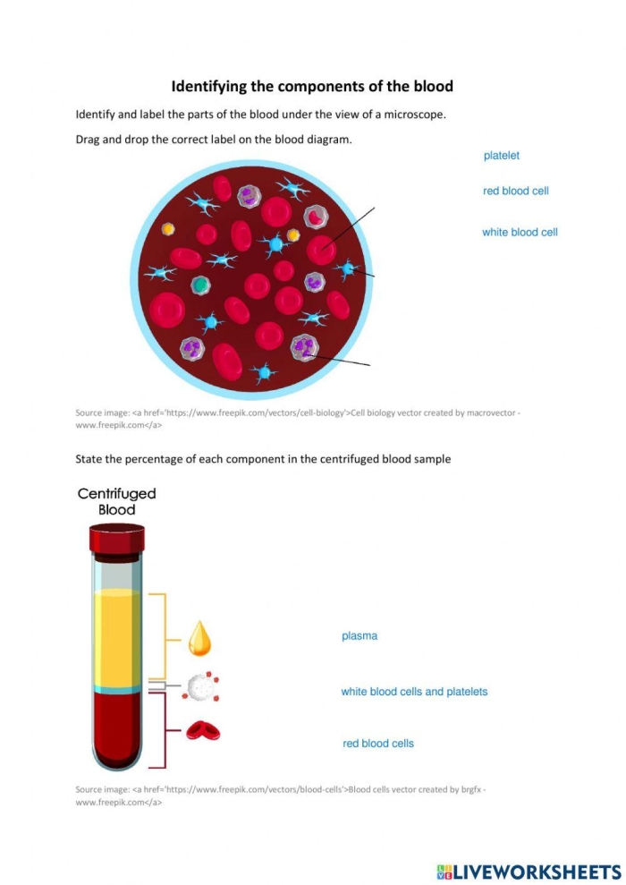 Fourth grade life science worksheet explaining the components of human blood