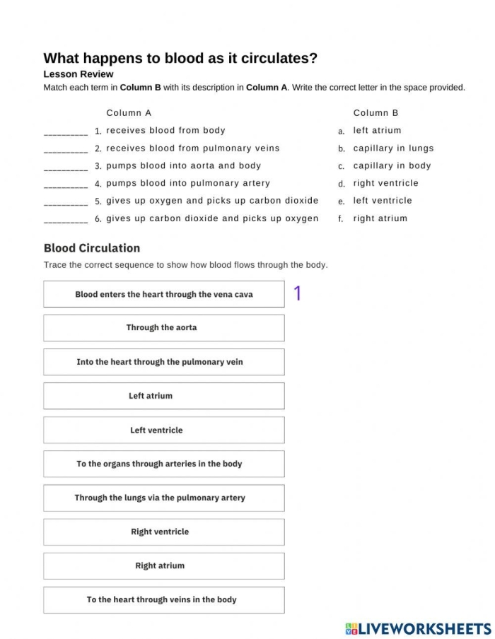Fourth grade science worksheet illustrating the different components of human blood