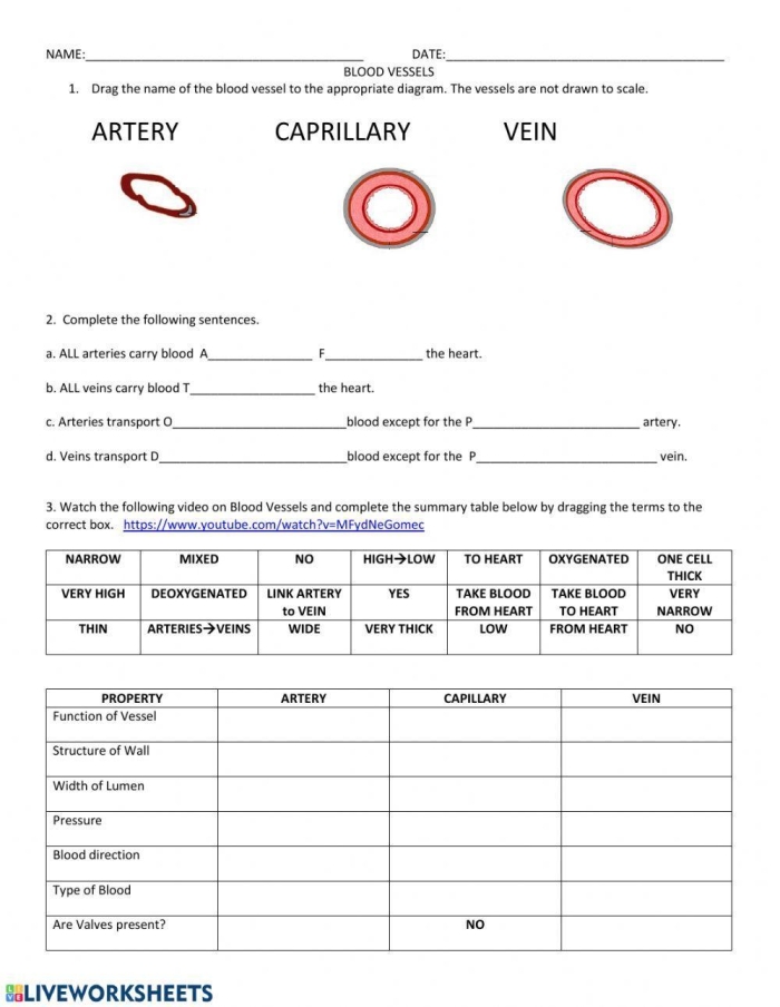 Fourth grade science worksheet illustrating the different components of human blood
