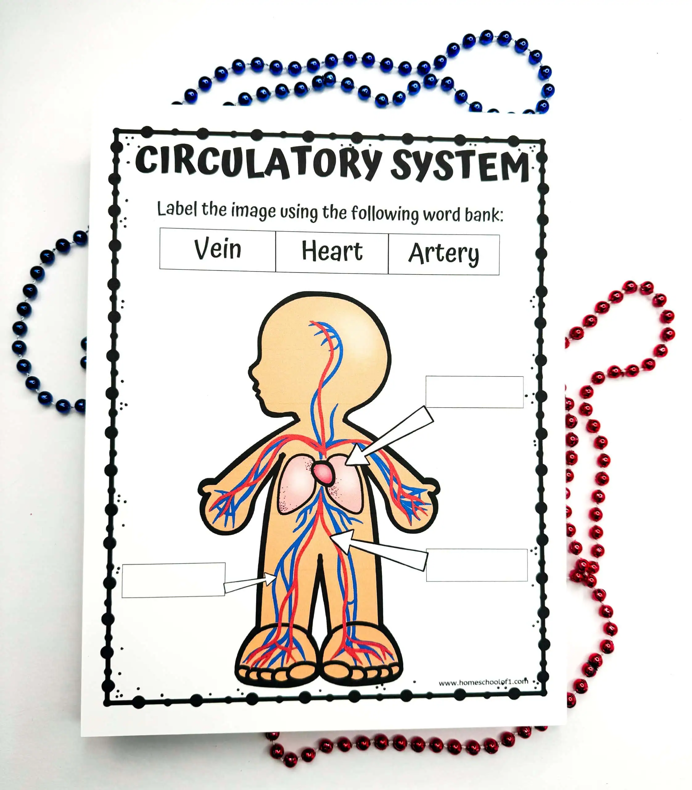 Fourth grade science worksheet illustrating the different components of human blood