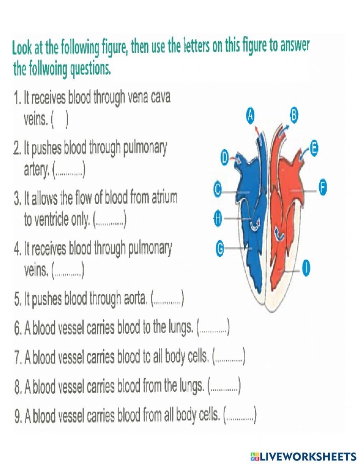 Fourth grade science worksheet illustrating the components of blood for circulatory system lessons
