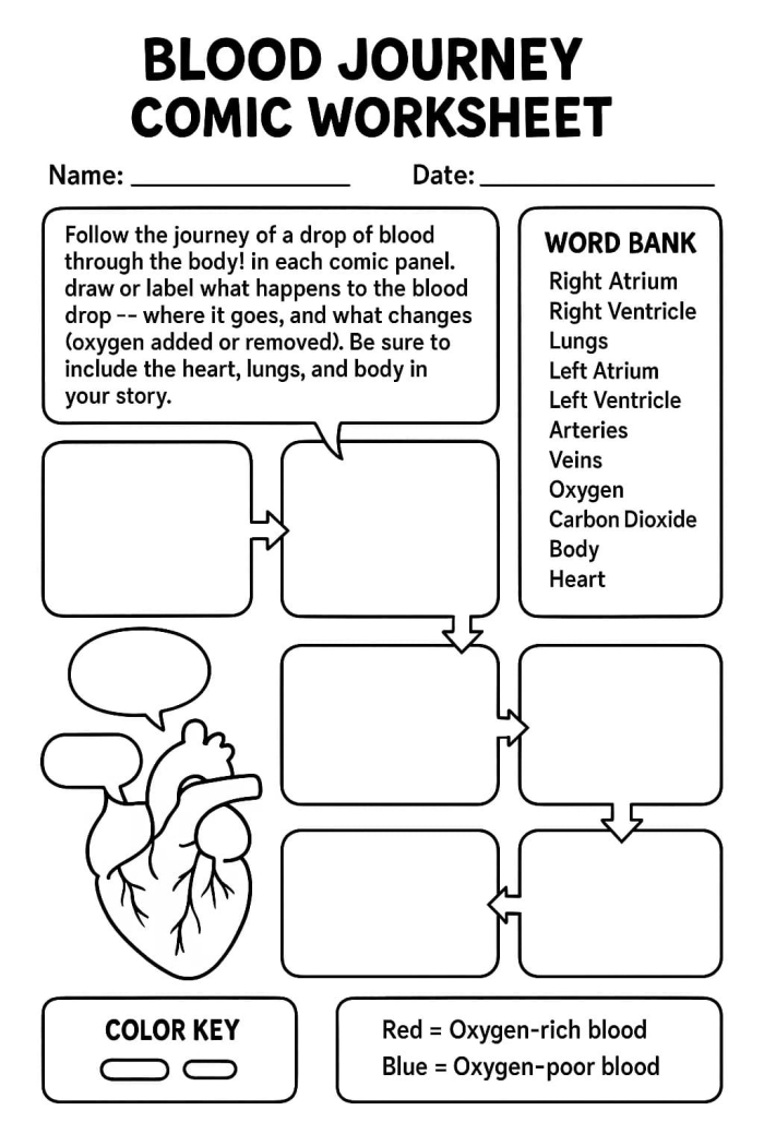Fourth grade science worksheet illustrating the components of blood for circulatory system lessons