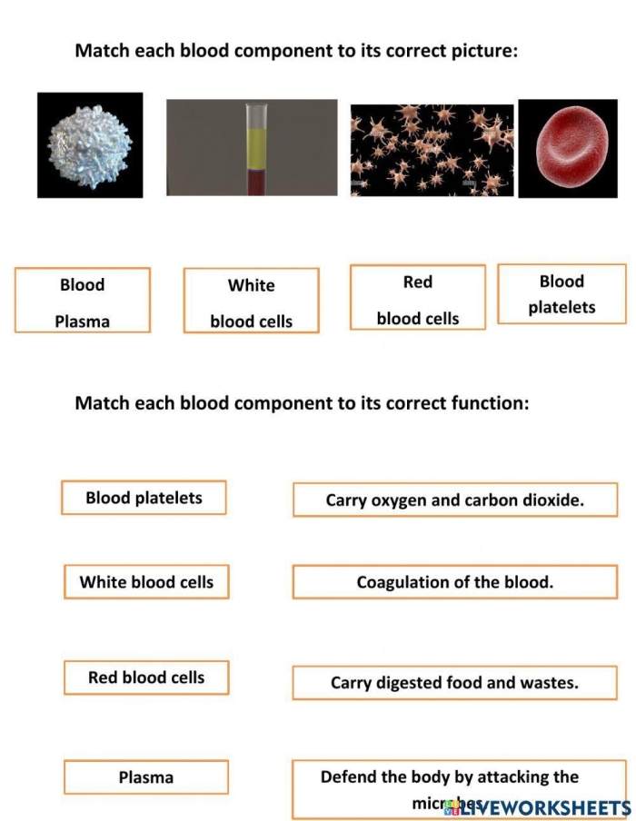 Illustration of the components of blood for a fourth-grade life science worksheet