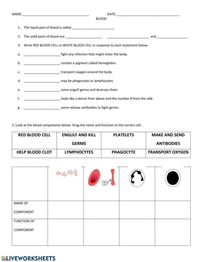 Illustration of blood components and their functions for a life science worksheet