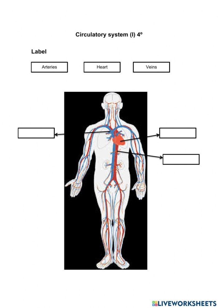 Fourth grade science worksheet illustrating the different components of human blood for circulatory system studies