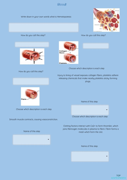 Detailed illustration of blood components for a fourth-grade life science worksheet. Explore the fascinating world of blood and its functions with this engaging educational resource.
