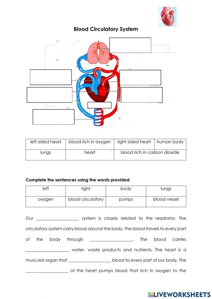 Fourth grade life science worksheet about the components and function of human blood