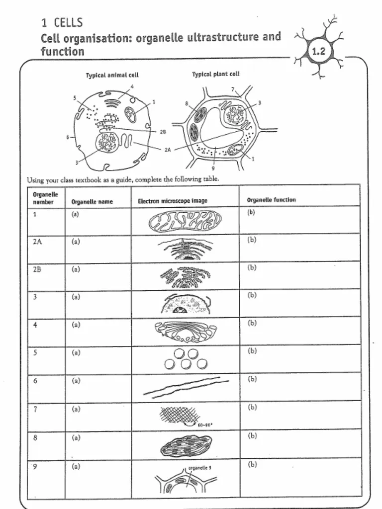 Fourth grade science worksheet titled What is a Cell featuring diagrams of plant and animal cells for students to label