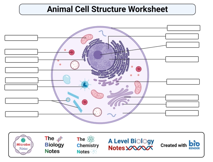 Diagram showing the basic parts and structure of a plant and animal cell for fourth grade science learning