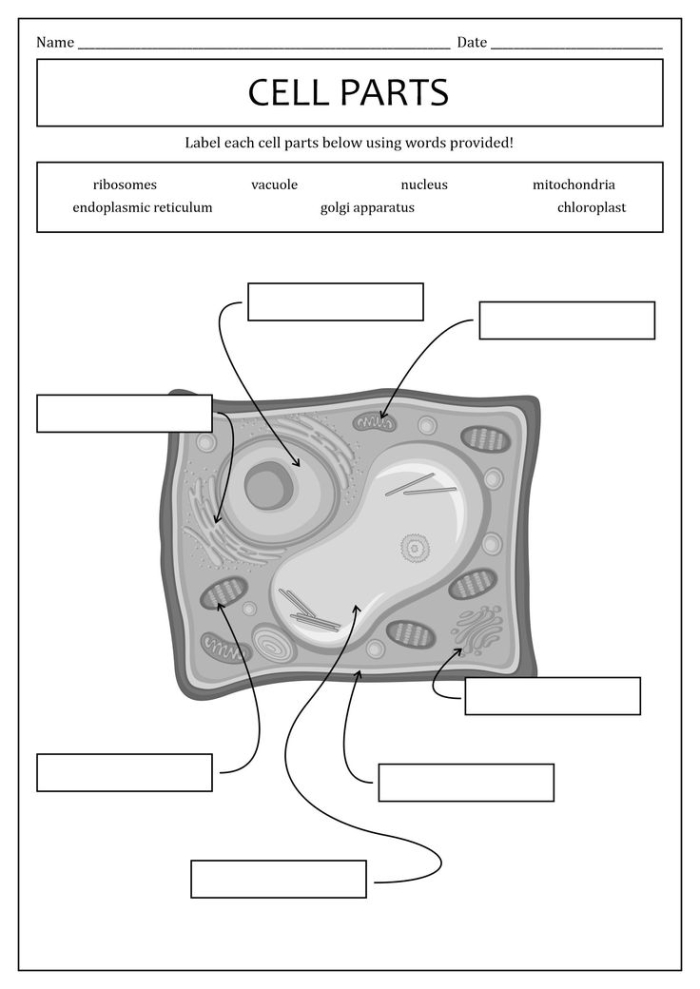Fourth grade worksheet featuring educational diagrams and activities about the basic structure of a cell