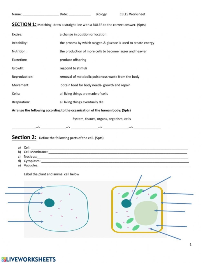 Fourth grade science worksheet exploring the basic structure and components of a cell