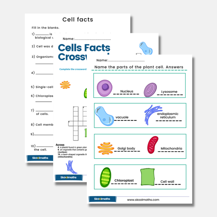 Fourth grade science worksheet showing colorful diagrams of plant and animal cells with labeled parts for students to learn cell structure basics