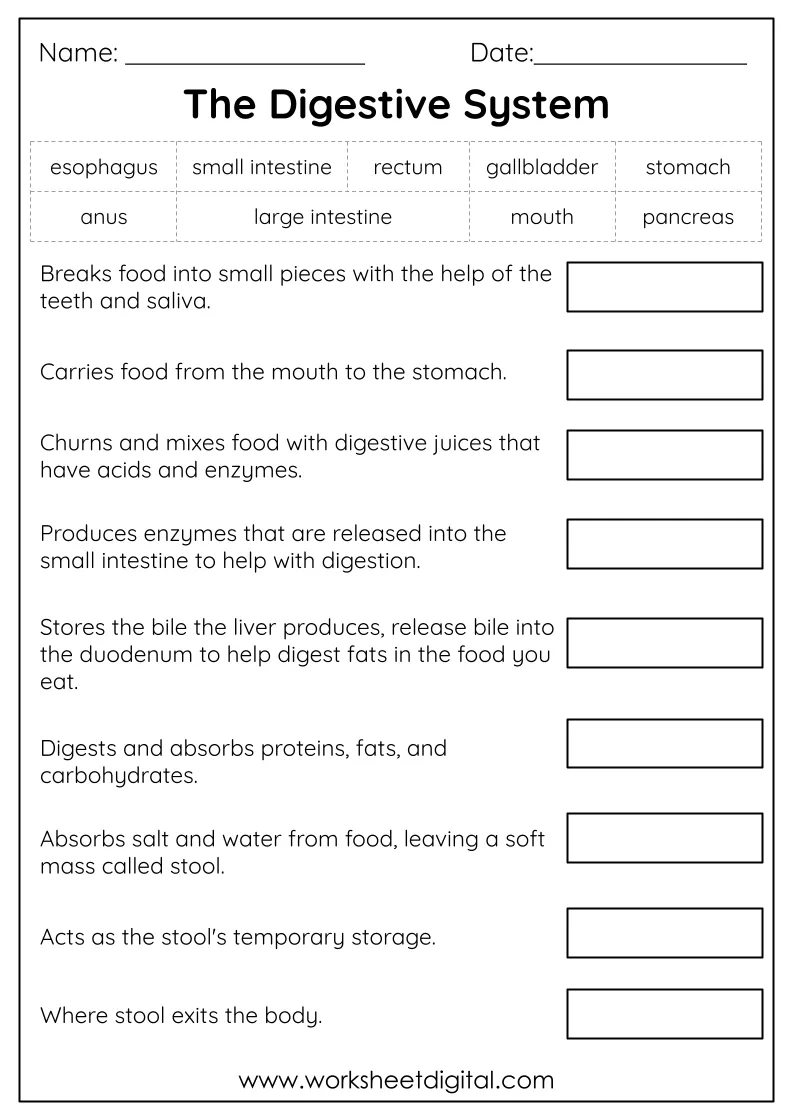 Writing worksheet for Fourth Grade Diagram illustrating the digestive system and the process of digestion for a fourth-grade worksheet. Educational image showing how food travels through the body after swallowing.