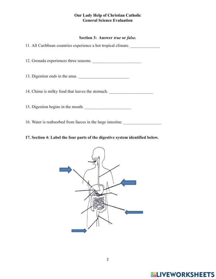 Writing worksheet for Fourth Grade Diagram illustrating the digestive process in the human body for the "What is Digestion?" worksheet. Visual guide to the journey of food through the digestive system for fourth graders.