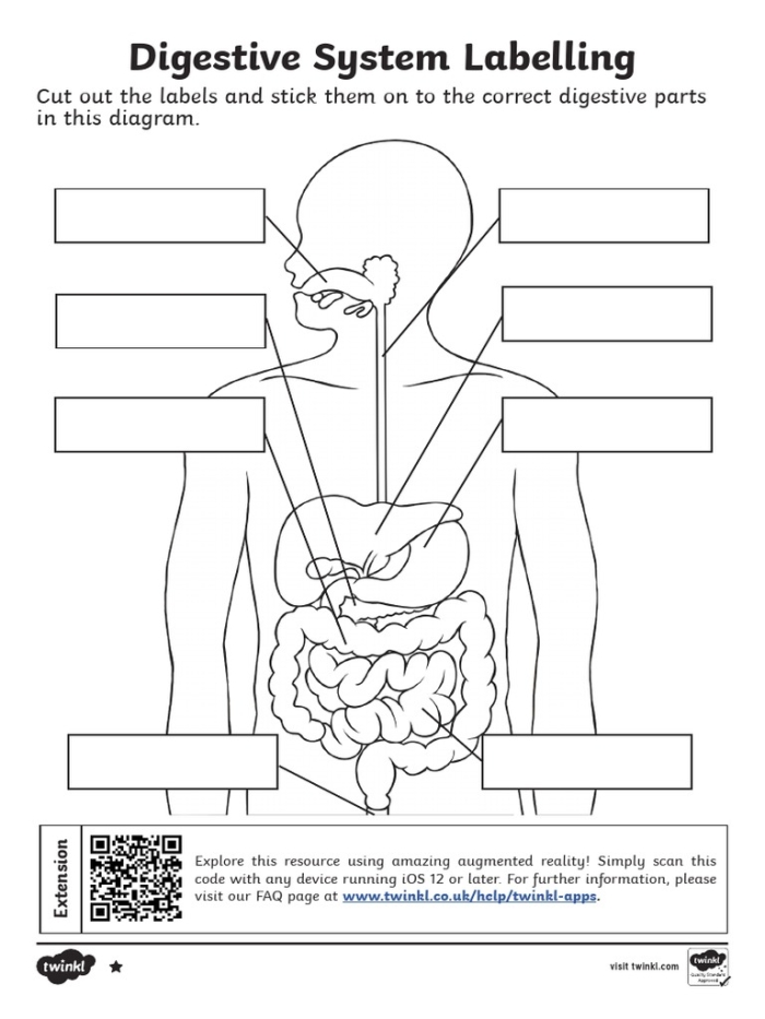 Visual representation of the digestive process for a fourth-grade worksheet on digestion Diagram illustrating the digestive system and the process of digestion for food after swallowing