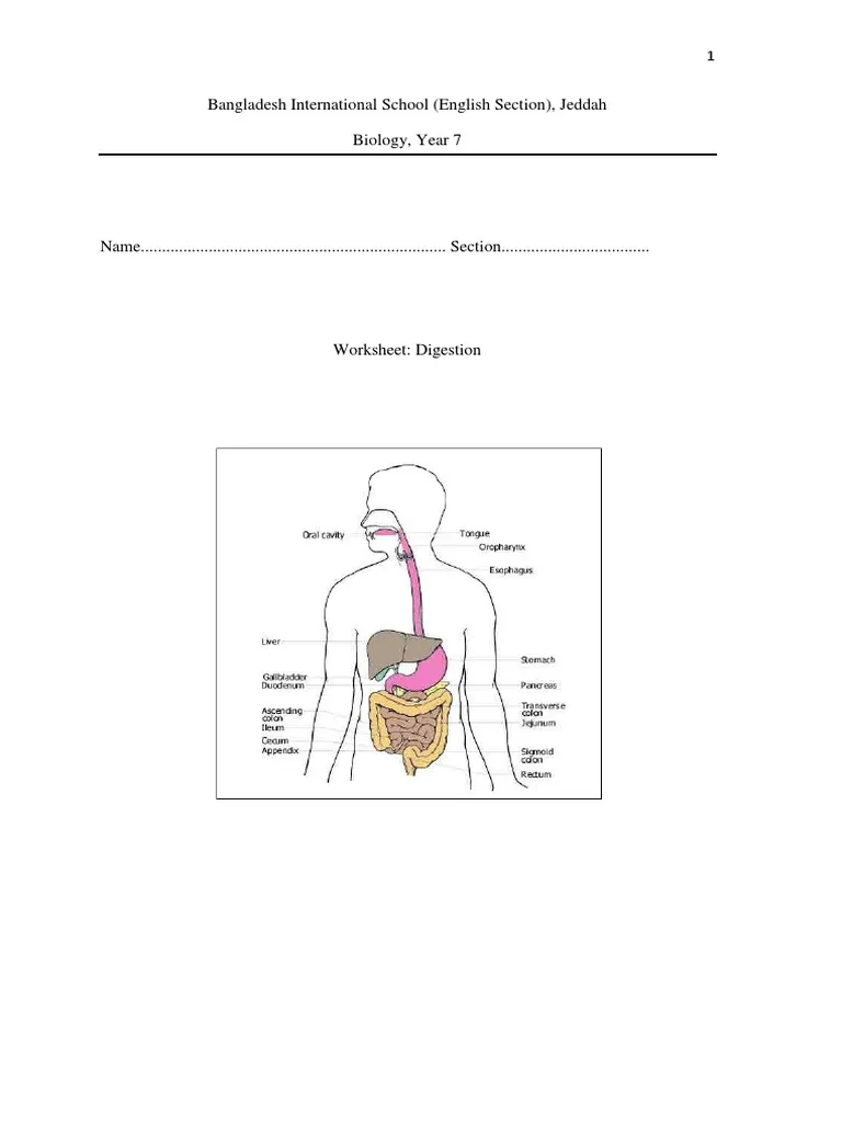 Visual representation of the digestive system for understanding food breakdown after swallowing Diagram illustrating the digestive process in the human body for a fourth-grade worksheet on digestion
