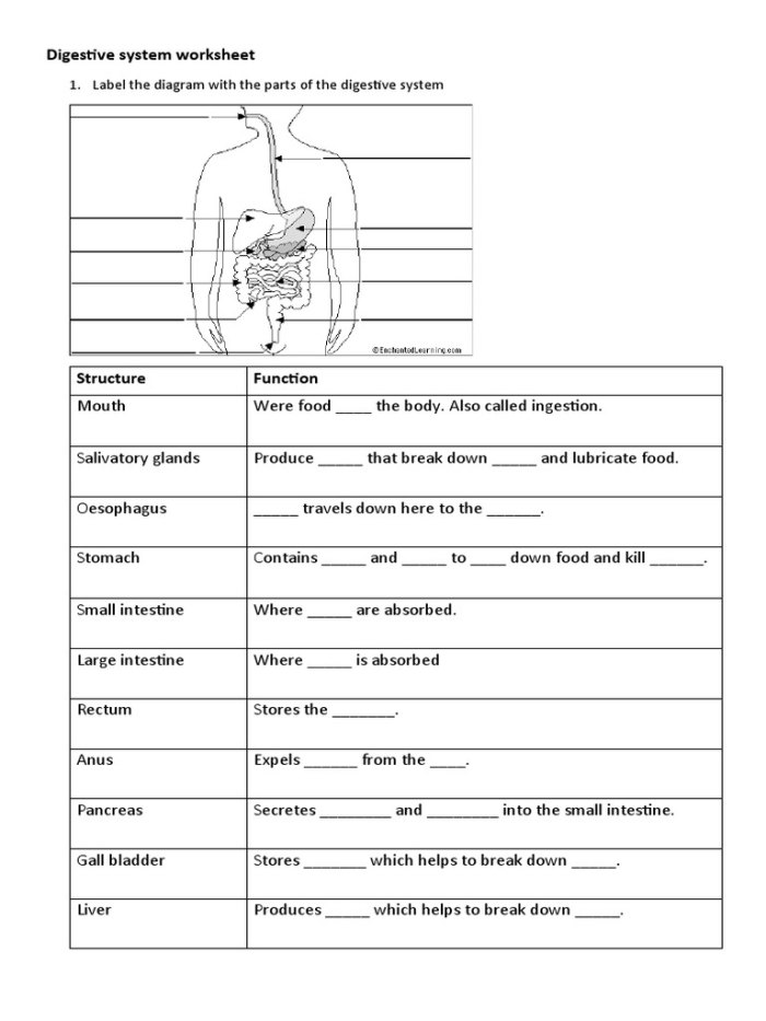 Visual representation of how food travels through the body after swallowing Diagram illustrating the digestive system for the "What is Digestion?" worksheet for fourth graders