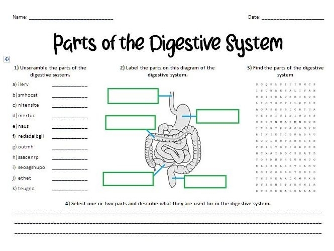 Writing worksheet for Fourth Grade Diagram illustrating the digestive system, detailing food's journey after swallowing. Educational worksheet on digestion for fourth graders.