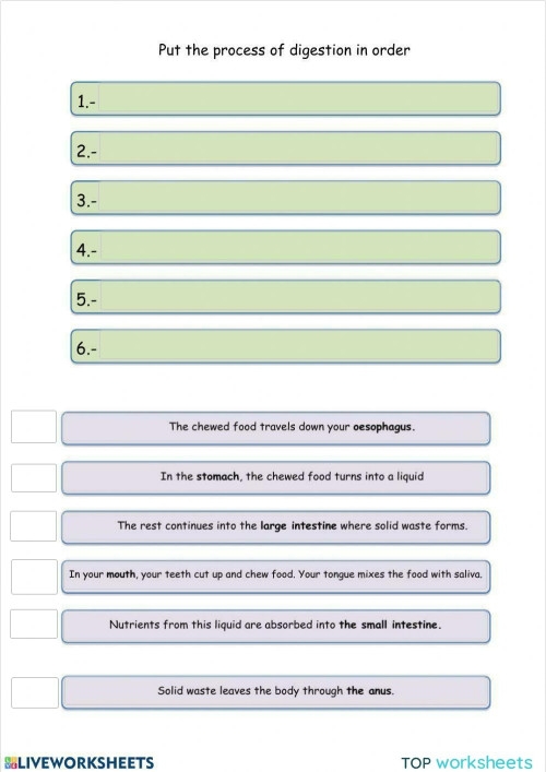Writing worksheet for Fourth Grade Diagram illustrating the digestive system for a fourth-grade worksheet on digestion. Educational visual for understanding what happens to food after swallowing.