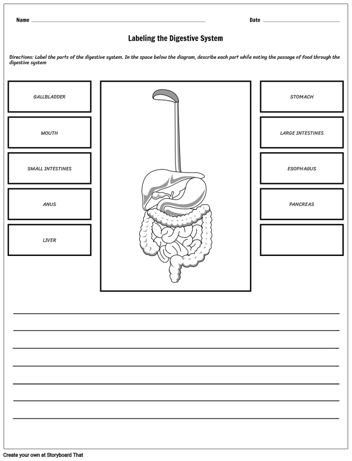 Visual representation of the digestive process for fourth graders Diagram illustrating the human digestive system for the "What is Digestion?" worksheet
