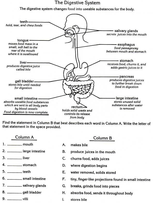 Fourth Grade Human Digestion System Worksheet Image 11 Diagram showing the human digestive system with labeled parts for fourth grade students learning about digestion
