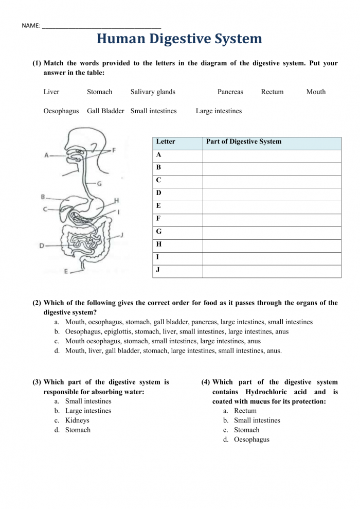 Human Digestion Worksheet Educational Diagram for Grade 4 Biology 18 Fourth grade students learning about the digestive system on an informative human digestion worksheet
