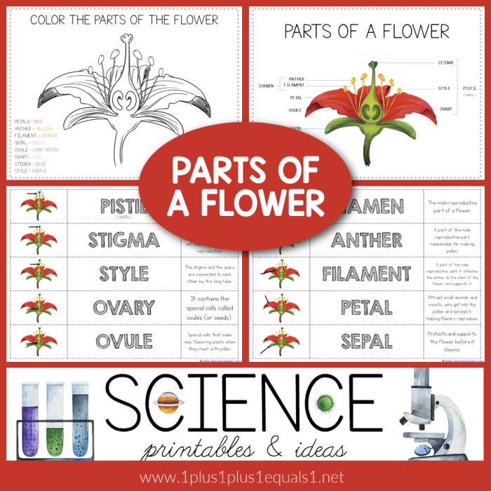 Fourth grade student completing an anatomy of a flower worksheet with labeled diagrams