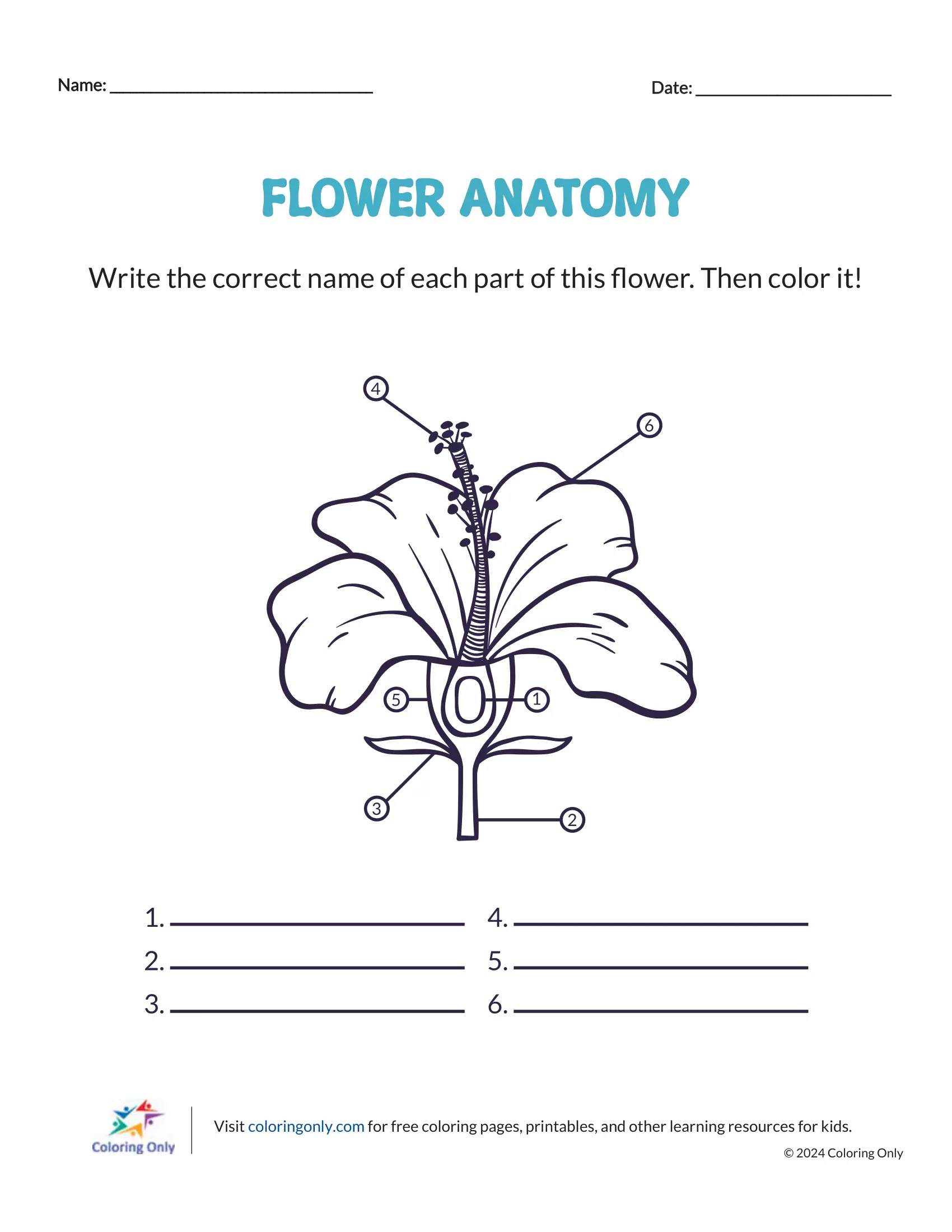 Fourth grade student completing a labeled diagram worksheet about the parts of a flower