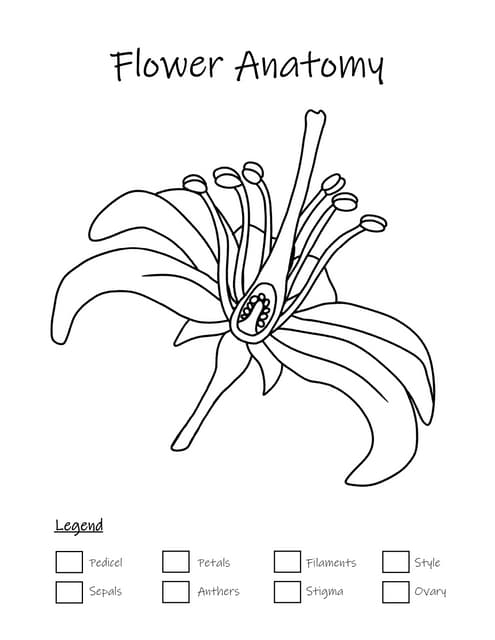 A colorful diagram showing the different parts of a flower including petals, stem, leaves, and roots labeled for students to learn flower anatomy