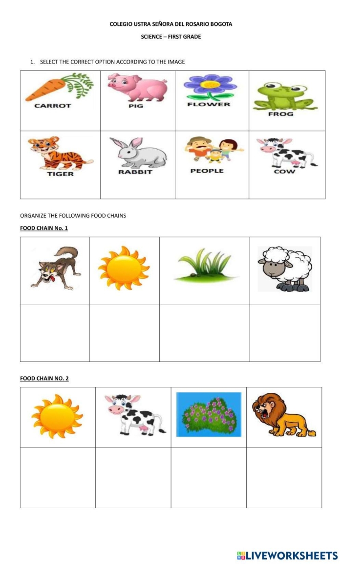Fourth grade students exploring food chains in a colorful worksheet