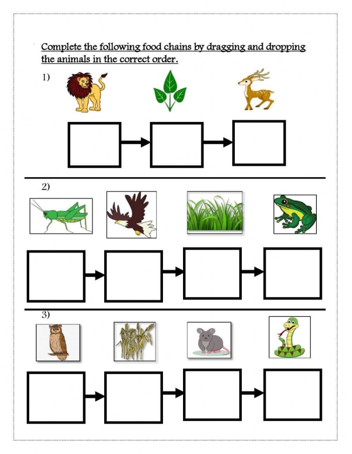 ALT text: Engaging worksheet for fourth graders on food chains, featuring colorful illustrations and key facts.